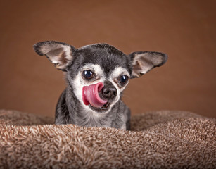 cute apple head chihuahua on a soft brown pet bed in a home environment