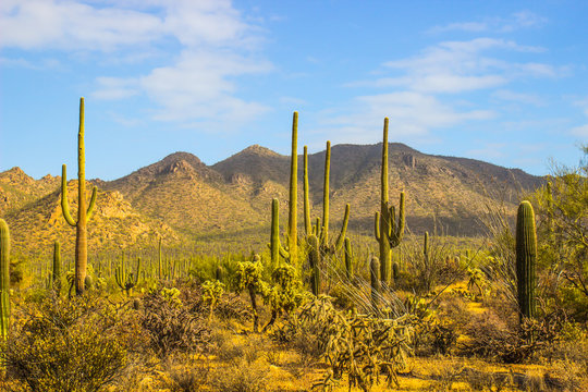 Saguaro Cactus Forest In Desert