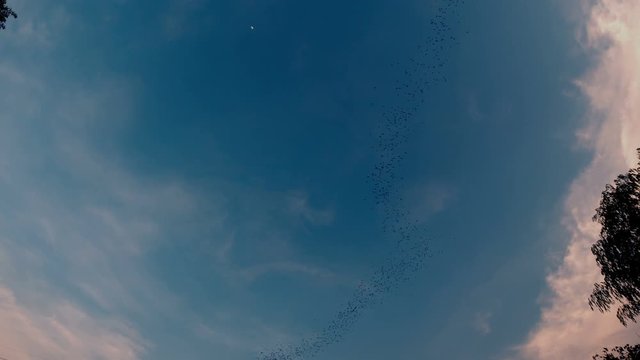 Bats flying with blue sky.