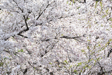 Cherry blossom in spring