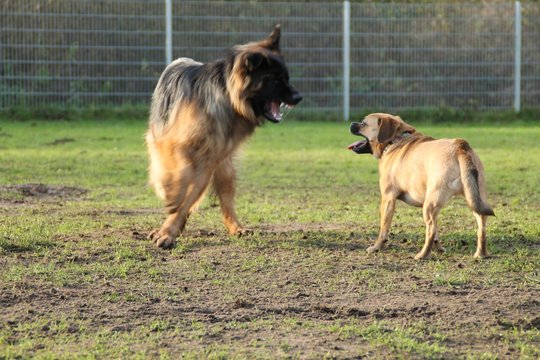 Freie hunde auf der Wiese