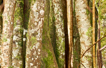 Close Trees in a forest