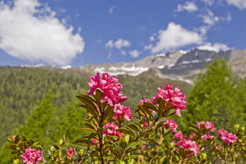 Obraz premium Alpenrosenblüte im Gebirge