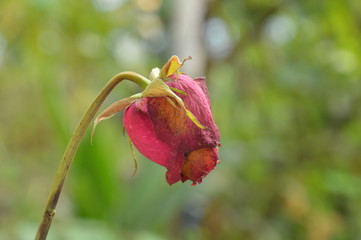 red rose wither on branch in garden