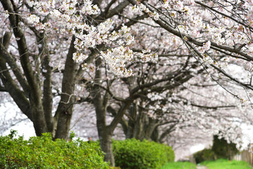 Cherry blossom in spring