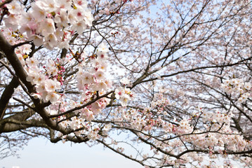 Cherry blossom in spring