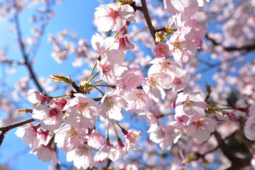 Cherry blossom in spring