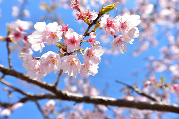 Cherry blossom in spring