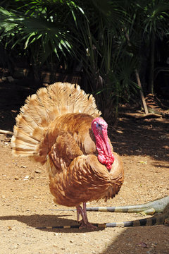 Truthahn (Meleagris gallopavo) - turkey