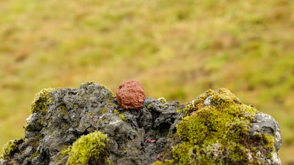 Red volcanic rock on stone with moss