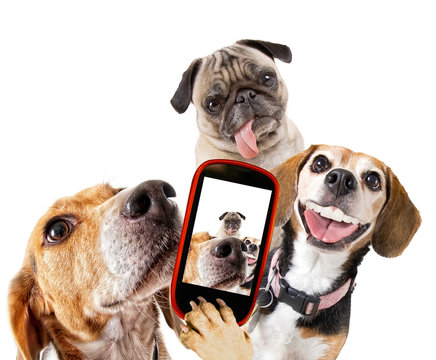 cute beagle looking at the camera while taking a selfie with another beagle and a pug on isolated white background studio shot
