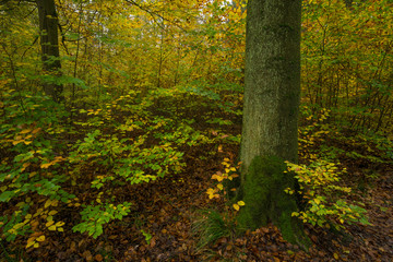 Obraz premium Herbstlicher Wald