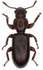 Thaneroclerus buqueti is a species of predatory beetle, in the family Cleridae. Isolated on a white background