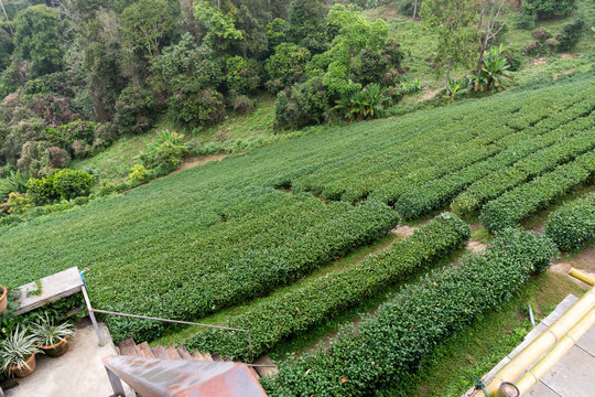 Green Tea Plantation