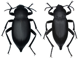 Blaps mortisaga is a species of beetle in the family Tenebrionidae, the darkling beetles. Isolated on a white background. In left female, right male