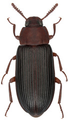 Cynaeus angustus is a species of beetle in the family Tenebrionidae, the darkling beetles. Isolated on a white background.