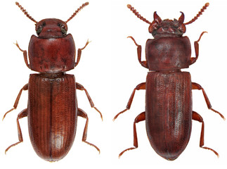 Gnathocerus cornutus is a species of beetle in the family Tenebrionidae, the darkling beetles. Isolated on a white background. In left female, right male