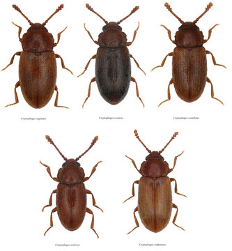 Cryptophagus saginatus, scanicus, scutellatus, setulosus and subfumatus are beetles of the family Cryptophagidae, commonly called silken fungus beetles. Isolated on a white background.