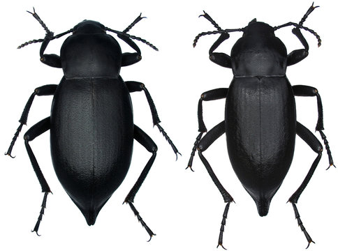 Blaps mortisaga is a species of beetle in the family Tenebrionidae, the darkling beetles. Isolated on a white background. In left female, right male