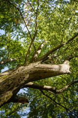 Baum in der Natur im Wald