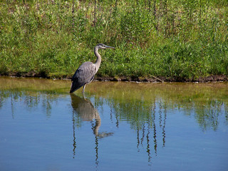a heron fishing in a marshy park pond toned with a retro vintage instagram filter effect app or action
