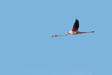 A wild Greater Flamingo, Phoenicopterus roseus, in flight against clear, blue sky. Cutout against blue background.
