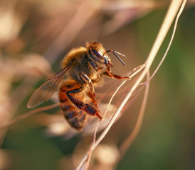 beautiful and colorful bee in a natural setting environment looking for insects or other food
