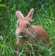 a cute rabbit eating a daisy at a local wildlife sanctuary park in a city