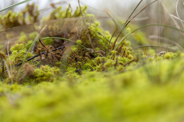 low angle moss detail