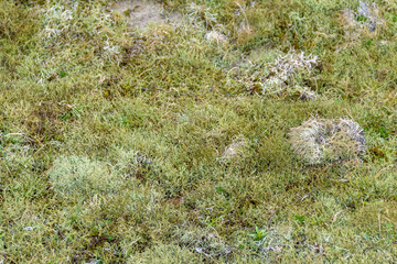 reindeer lichen detail