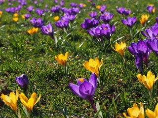 Spring crocuses on the grass