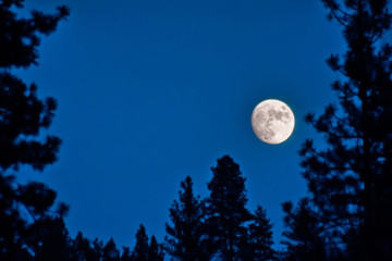 a full moon between a bunch of trees at night toned with a retro vintage instagram filter app or...