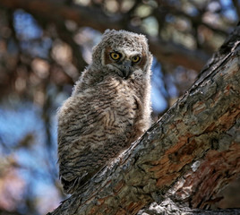 Beautiful photo of an owl