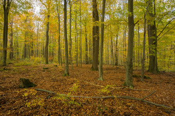 Obraz premium Herbstlicher Wald