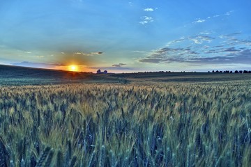 juicy wheat field in bright sunlight