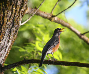 a pretty robin singing on a branch in a tree at sunset in a park