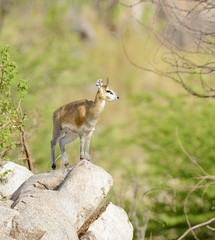 Naklejka na ściany i meble Closeup of Klipspringer in the Serengeti National park, Tanzania