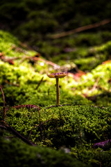Lonely mushroom in the moss.