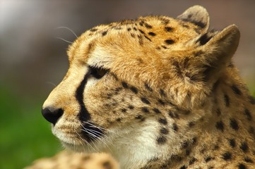 Gepard