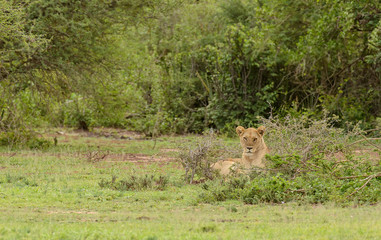 Closeup of a  Lion pride (scientific name: Panthera leo, or "Simba" in Swaheli) image taken on Safari located in the Serengeti/Tarangire, Lake Manyara, Ngorogoro National park, Tanzania