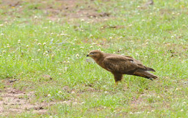 Tawny Eagle (Aquila rapax) eating a tortoise that has been killed by a vehicle running over it in Tarangire National Park; Tanzania