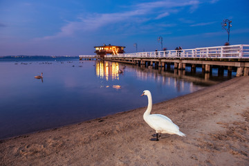 Swan and pier in Puck at night. Baltic Sea, Poland.