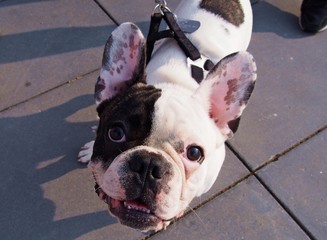 Bulldog puppy looking at man © Agnieszka