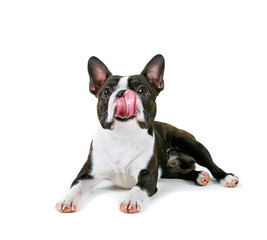 a boston terrier on an white background background licking his nose with a big pink tongue