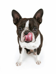 cute boston terrier puppy isolated on white with his tongue out licking his nose