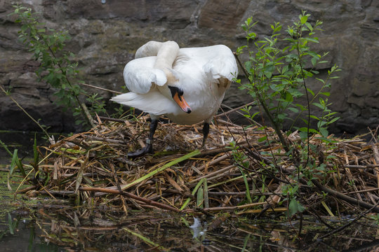 Höckerschwan auf seinem Nest
