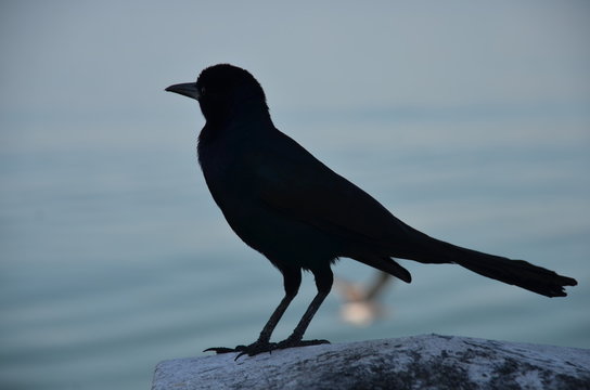 Black bird silhouette on sea 