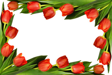 Red tulip flowers frame