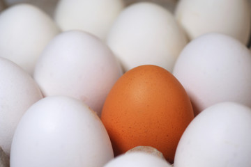 One defferent color egg between all white eggs