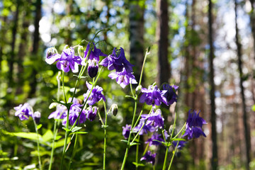 flower Aquilegia vulgaris columbine on the edge of the forest